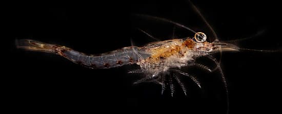 Section: Shrimp: Group: Amphipods, Copepods, Isopods, Krill, and Mysis ...