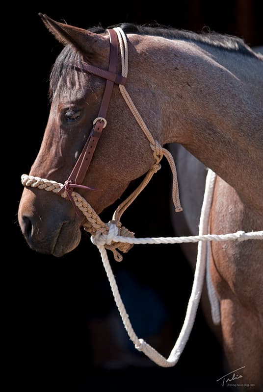 Taur - Dennis Moreland Hackamore Soft Flat 3 Plaited Loping med tyglar