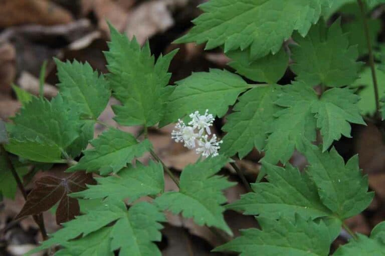Wild Ozark Ginseng Nursery & Habitat Education – The only American ...