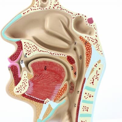 Nasal cavity,throat, Human Respiratory System Medical Teaching ...