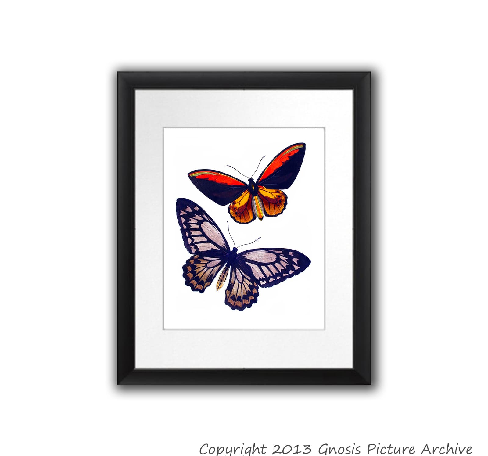 Set of 12 Antique Butterfly Prints Insect Spring Garden Home Decor Wall ...
