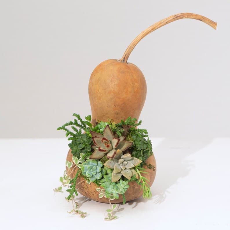 Organic Succulent Gourd Centerpiece | Etsy