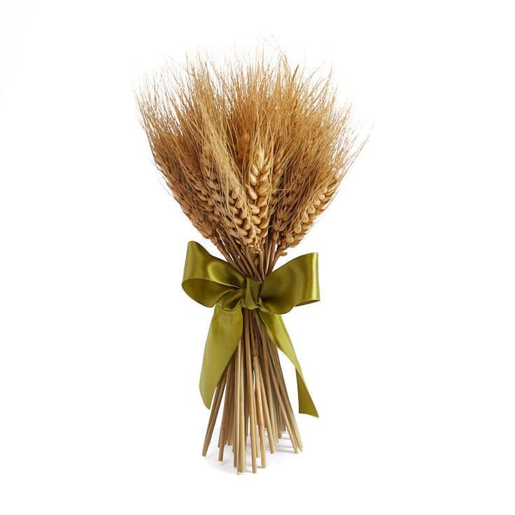 Natural Dried Wheat Bundle with Ribbon - Drieds + Natural Botanicals ...