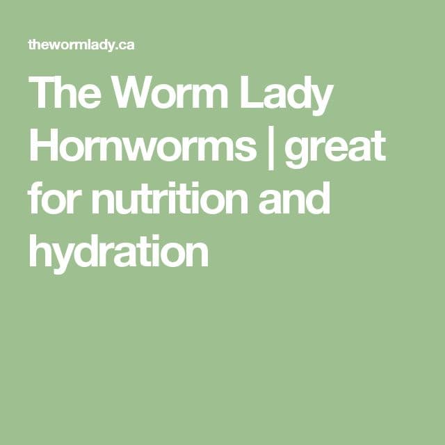 The Worm Lady Hornworms | great for nutrition and hydration