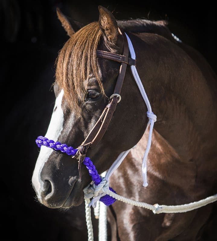 Soft 4 Plait Loping Hackamore - Dennis Moreland Tack | Horse tack ...