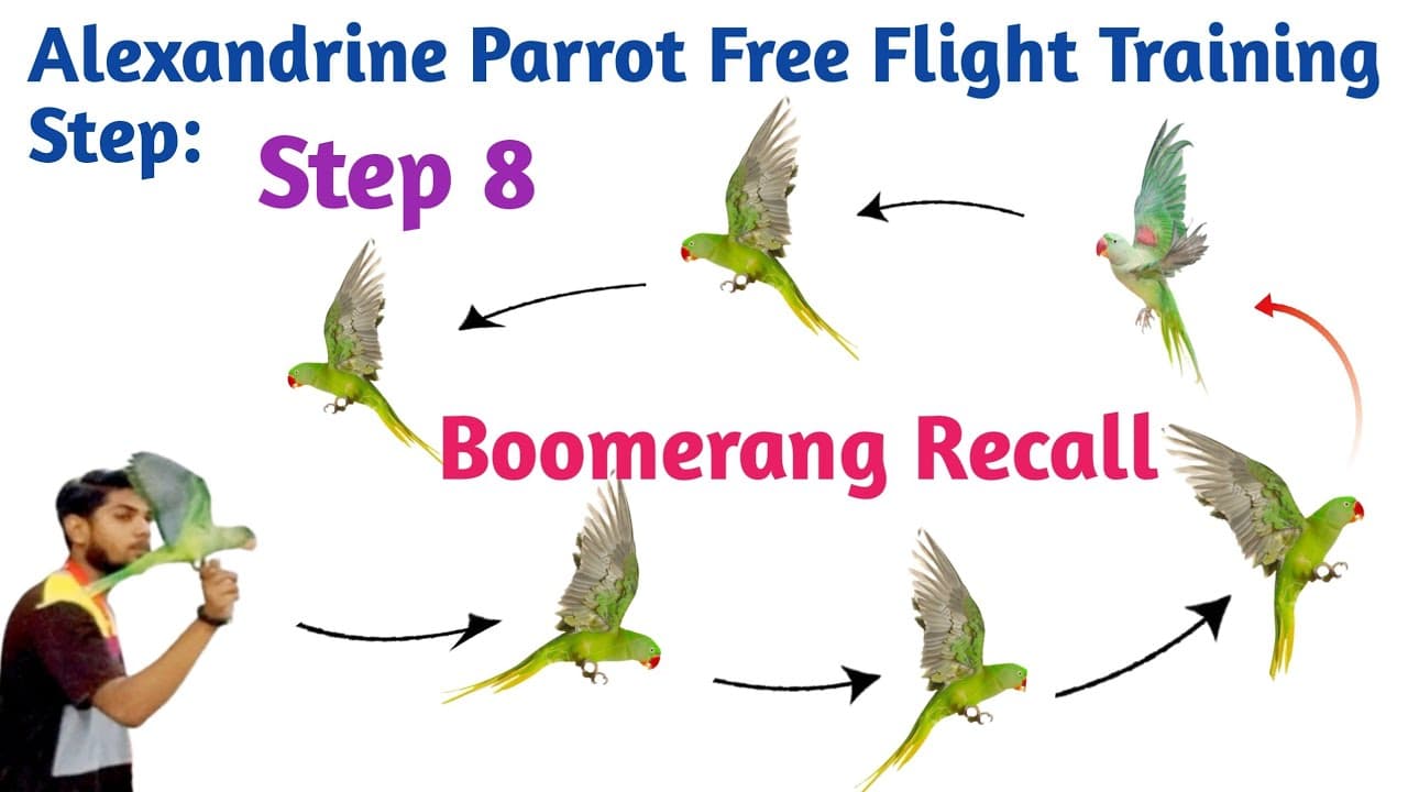 (Step 8) Boomerang recall training alexandrine baby parrot free flight ...