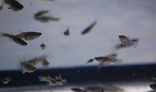 Breeding Guppies: Feeder Fish Reproduction | PetShun