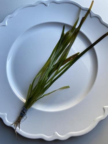 Vallisneria Spiralis