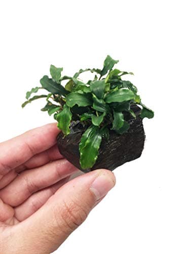Bucephalandra pygmaea ‘ Wavy green’ AP179 – Splashy Fin: Buy Aquarium ...