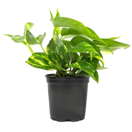 Golden Pothos Devil's Ivy Epipremnum - 4" Pot - House Plant Indoors & Outdoors