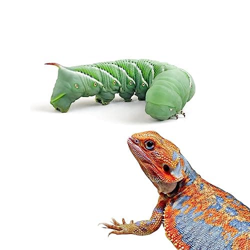 The Worm Lady Hornworms | great for nutrition and hydration | Nutrition ...