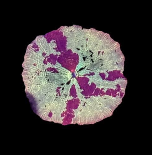 Discosoma sp. | AMF Jawbreaker Mushroom | | Australia | AMAZINGFRAGS