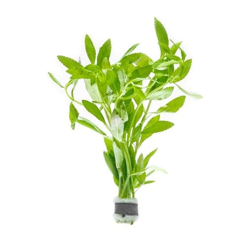 20+ most popular stem plants for the background of planted tanks