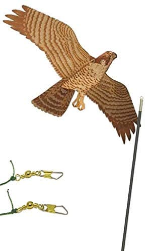 Jackite cerf-volant faucon pèlerin