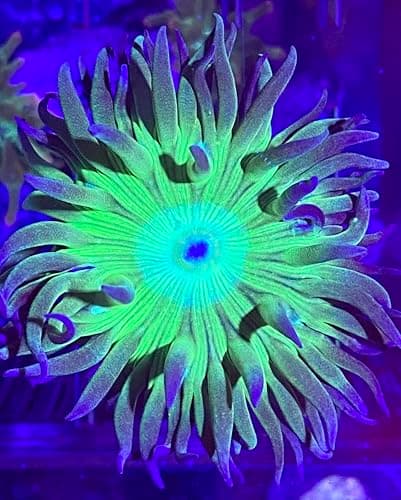 Australian Branching Duncan Colony – Candy Corals