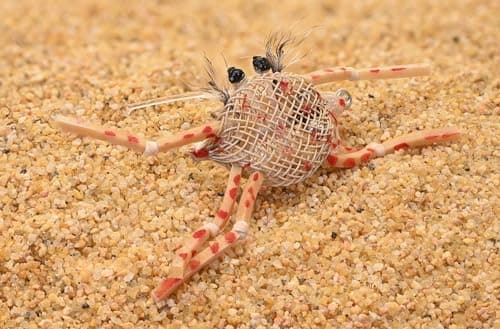 Flexo Crab Permit Fly Pattern - Ashland Fly Shop