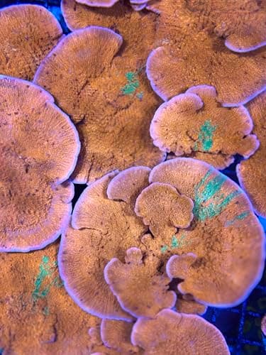 CORAL OF THE DAY Montipora capricornis •Orphek