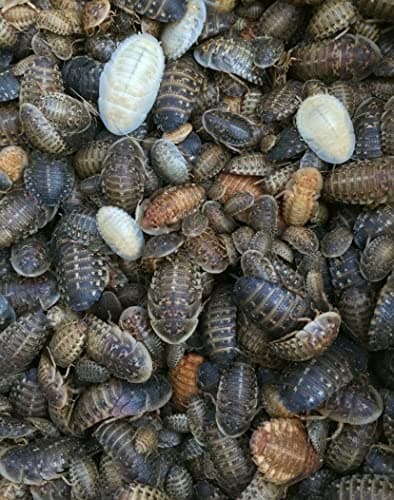 100 Large Dubia Roaches