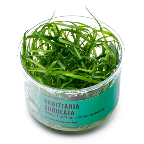 Tropica Plant - Sagittaria subulata - Pot in Single Package | Green Aqua