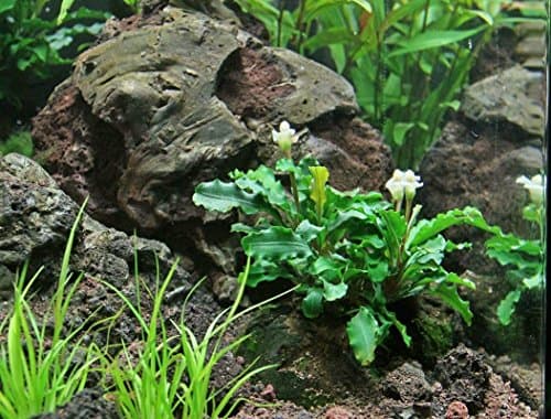 Buceplant bucephalandra green wavy