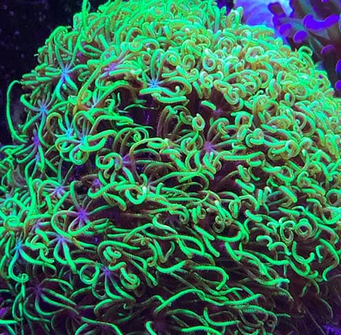 Green Star Polyp Coral - GSP Coral Frags - Star Polyps / Daisy Polyps ...