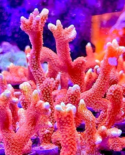 Forest Fire Montipora Digitata