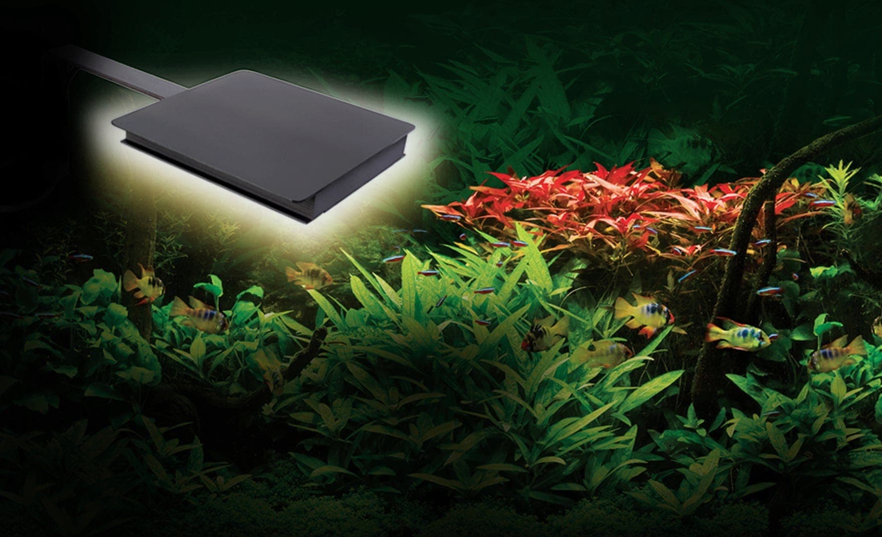 Fluval Fluval Plant Nano LED - Olibetta Online Shop