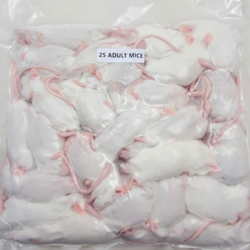Frozen Adult Mice - Rodent King | Canada