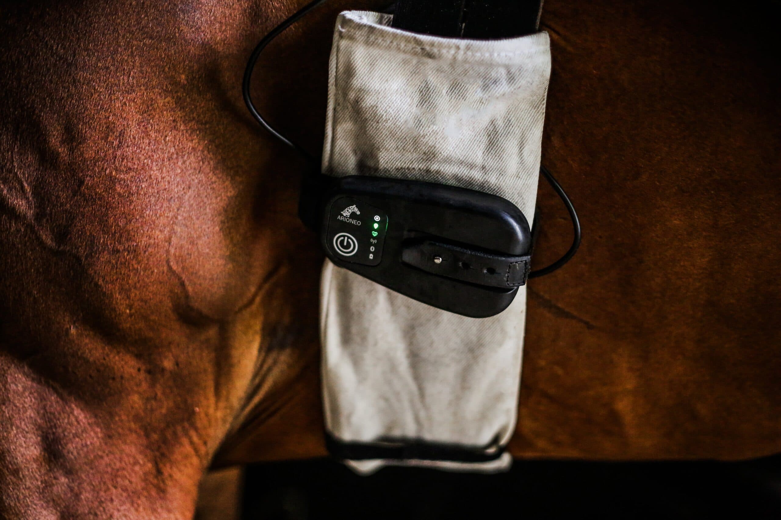 Racehorse heart rate monitor | Equimetre Flat & Harness - Arioneo