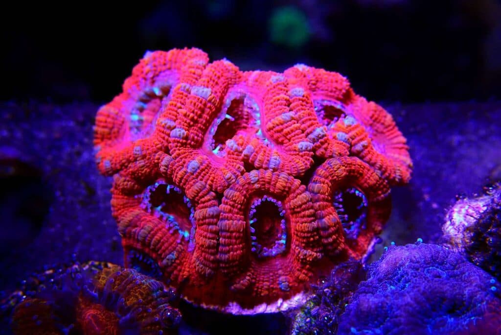 Acan Coral: Our Complete Care Guide