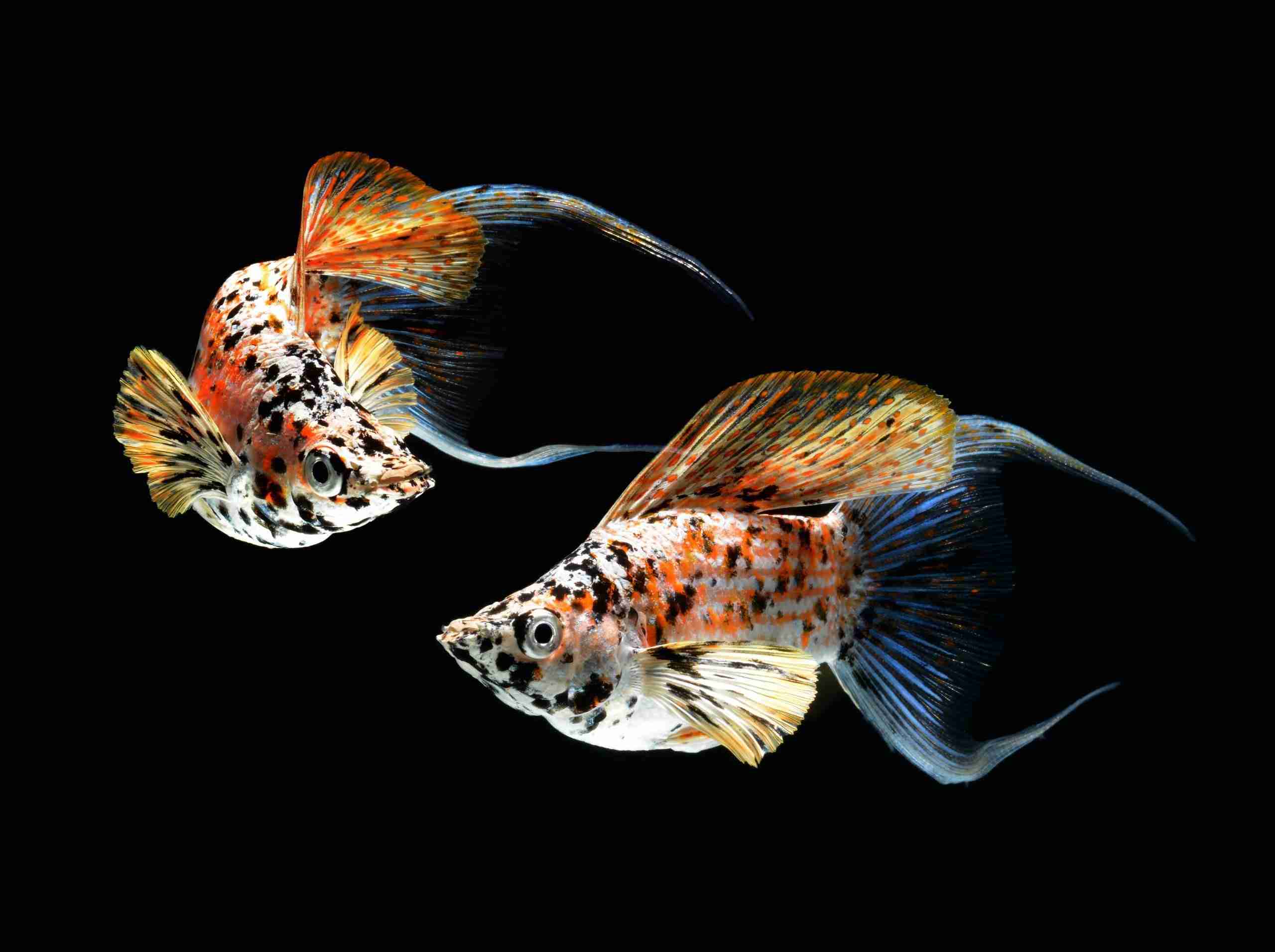 Mollies Fish