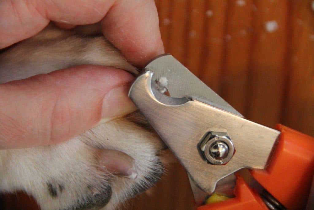 Dr. Buzby's DIY Master Dog Course: Nail Trimming Without Fear - Pet ...