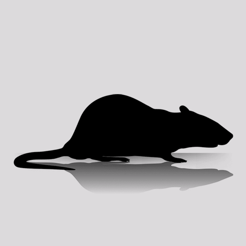 Large Feeder Rats | Nutrient-Rich Frozen Large Rats for Sale (5 Per Bag ...