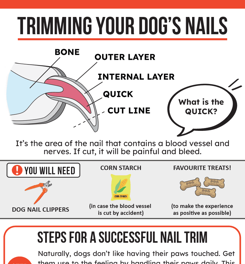 Nail trimming guide
