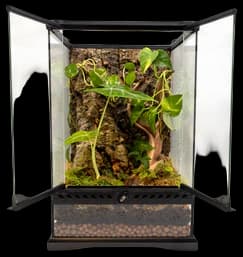 DIY Cork Bark Mounts With Tillandsia Air Plants | Multiple Sizes- Bulk ...