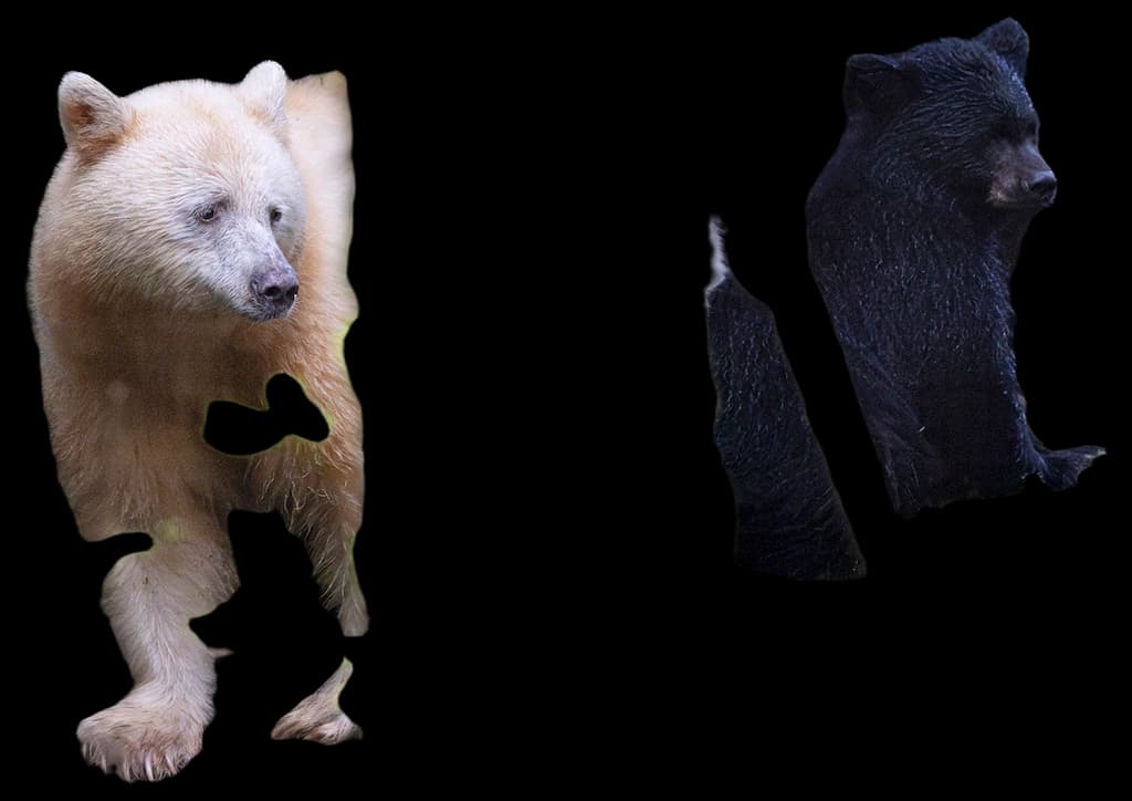 Circle Justice Touching Spirit Bear Touching Spirit Bear Chapters 1 5