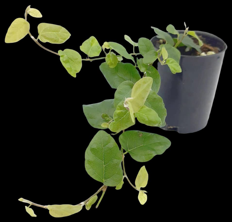 Climbing fig or Creeping fig (Ficus Pumila) the ivy plants are creeping ...