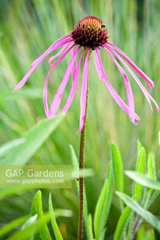 Echinacea pallida Coneflower