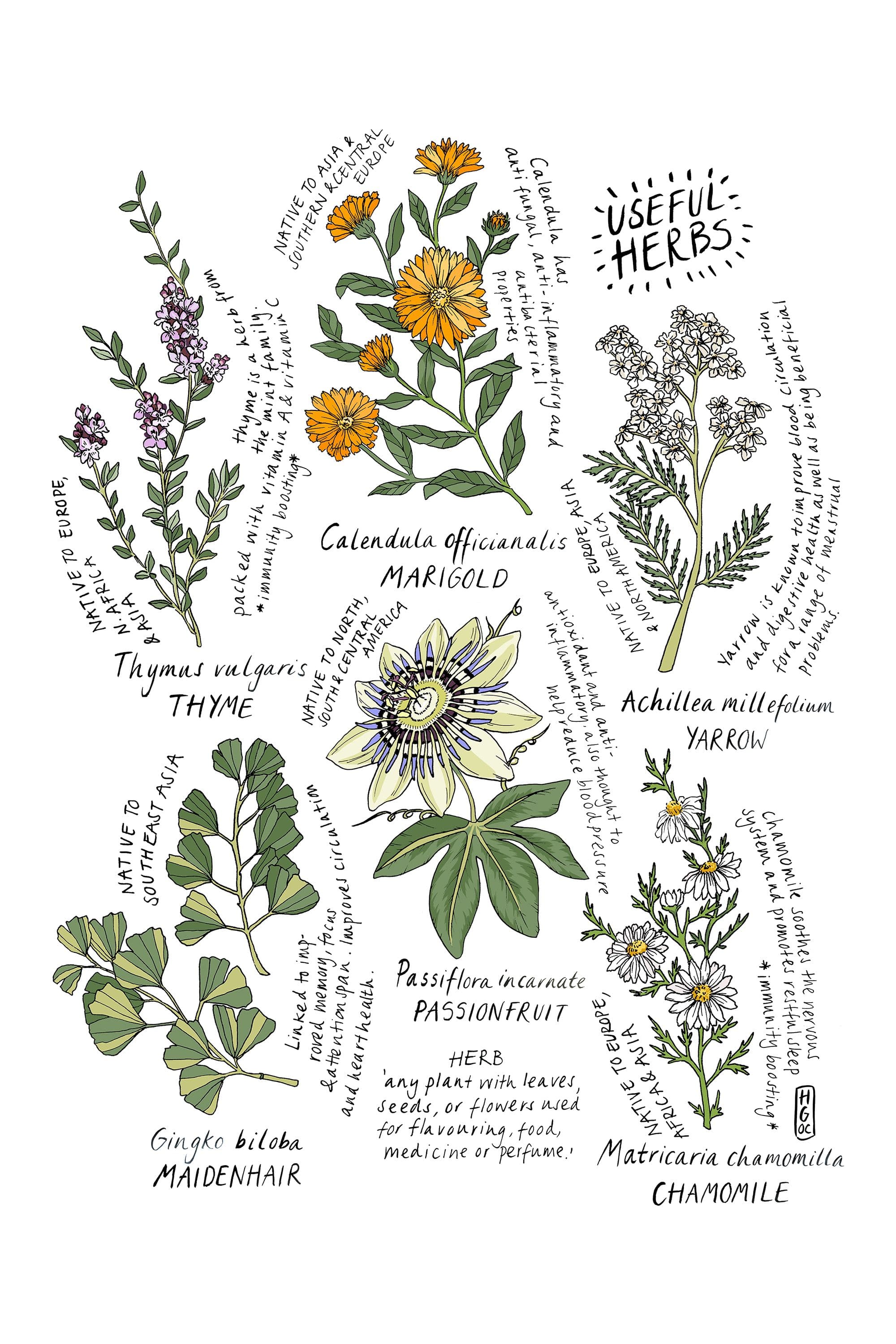 Herb Botanical Drawing
