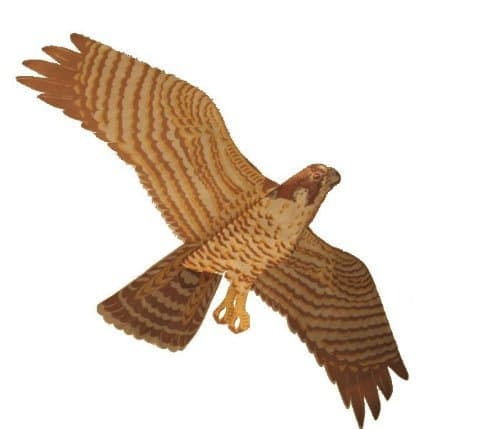 Jackite Peregrine Falcon Kite