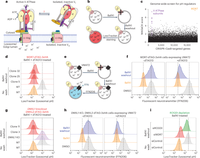 A heterotrimeric protein complex assembles the metazoan V-ATPase ...