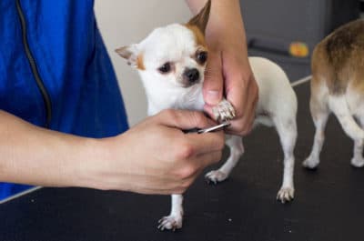 The Art of Dog Nail Clipping | Animal Behavior College