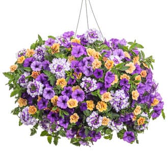 Hanging Basket | Proven Winners